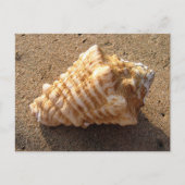 Conch Seashell Sand Beach Postkarten (Vorderseite)