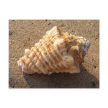 Conch Seashell Sand Beach Postkarten