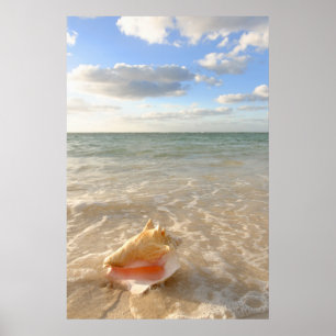 Conch Shell In Sand On Tropical Beach Poster