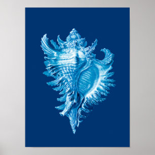 Conch Shell Sea Life Print, Indigo Blue and White Poster