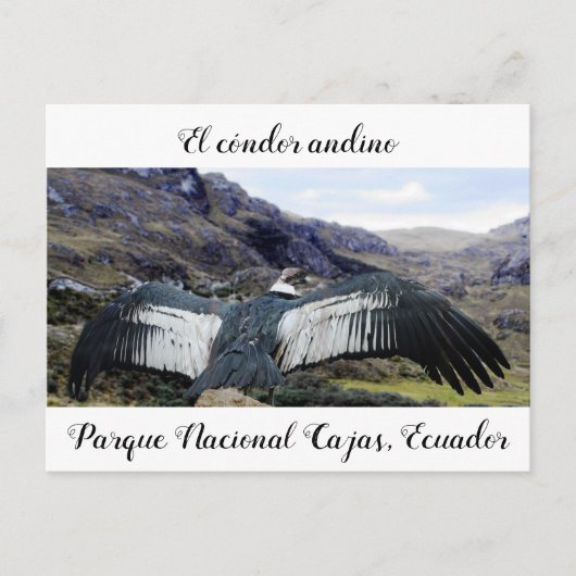 Cóndor Andino Postcard Postkarte (Vorderseite)