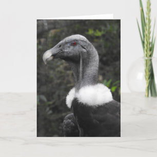 Condor Greeting Card Karte