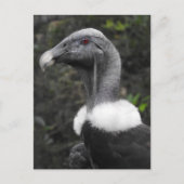 Condor Postcard Postkarte (Vorderseite)