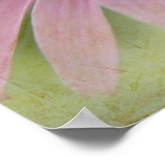 Cone Blume Poster (Ecke)