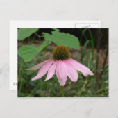 Cone-Blume Postkarte (Vorne/Hinten)