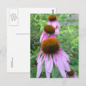 Cone Blume Trio Postkarte (Vorne/Hinten)