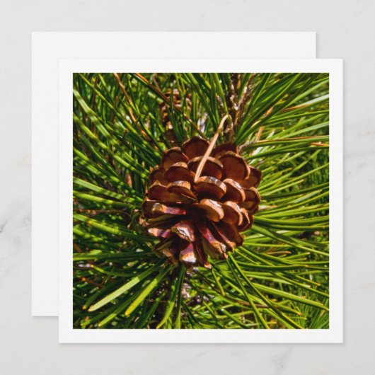 Cone Foto Feiertagskarte (Vorne/Hinten)