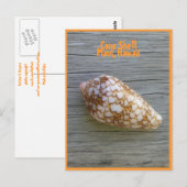 Cone-Muschel Postkarte (Vorne/Hinten)