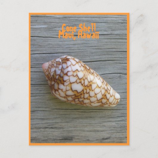 Cone-Muschel Postkarte (Vorderseite)