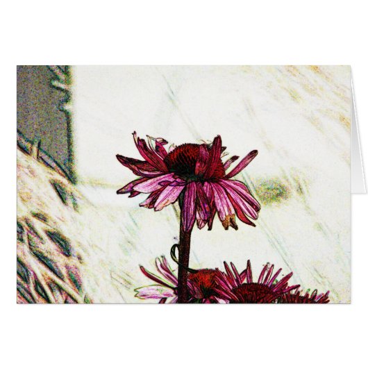 Coneflower Art (Vorderseite (Horizontal))