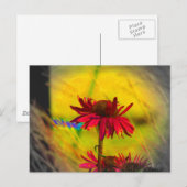 Coneflower Art #2 Postkarte (Vorne/Hinten)