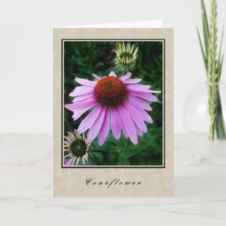 Coneflower - Floral Series Karte