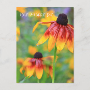 Coneflower Postcard Postkarte