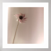 ConeFlower Poster (Vorne)