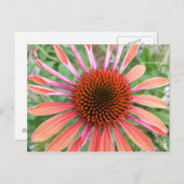 Coneflower/Rudbeckia Blume Postkarten (Vorne/Hinten)