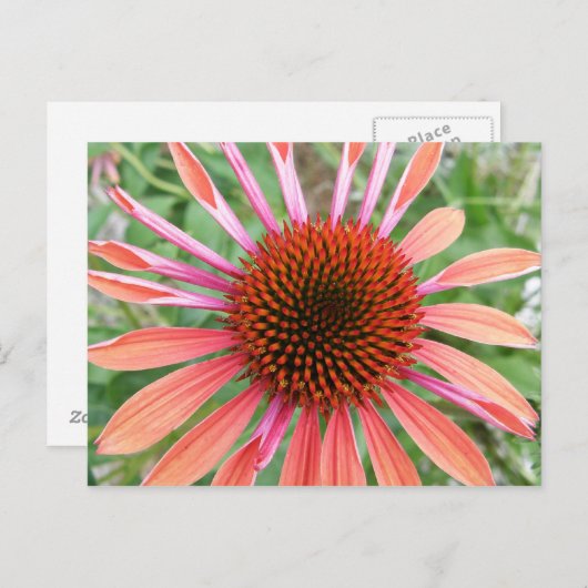 Coneflower/Rudbeckia Blume Postkarten (Vorne/Hinten)