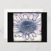 Coneflower Sketch Postkarte (Vorne/Hinten)