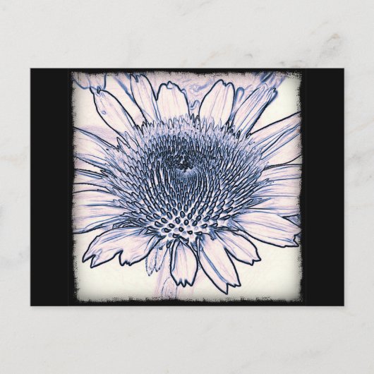 Coneflower Sketch Postkarte (Vorderseite)