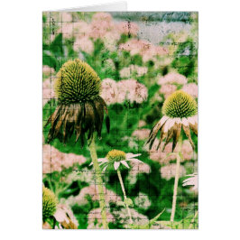Coneflowers