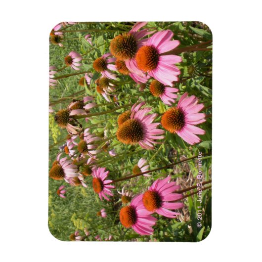 Coneflowers Flexi Magnet (Vertikal)