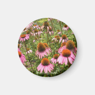 Coneflowers Magnet