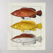 Coney Grouper mit Farbvariationen Poster (Vorne)