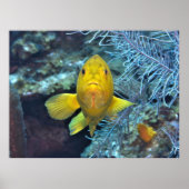 Coney in Gelb Poster (Vorne)