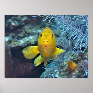 Coney in Gelb Poster