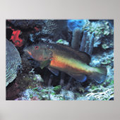 Coney Poster (Vorne)