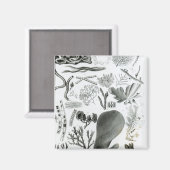 Conferra Fucus Magnet (Vorderseite/Rückseite)