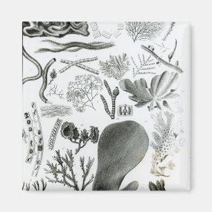 Conferra Fucus Magnet