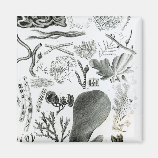 Conferra Fucus Magnet (Vorne)