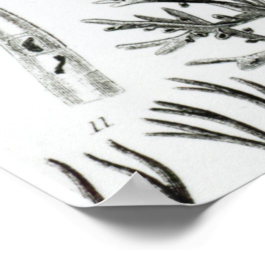 Conferra Fucus Poster (Ecke)