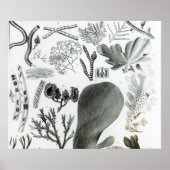 Conferra Fucus Poster (Vorne)