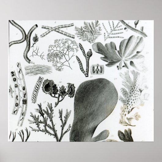 Conferra Fucus Poster (Vorne)