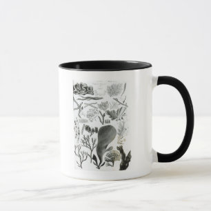 Conferra Fucus Tasse