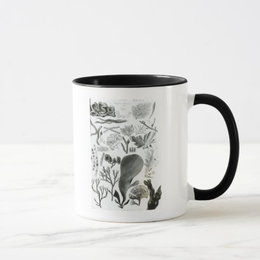 Conferra Fucus Tasse (Rechts)