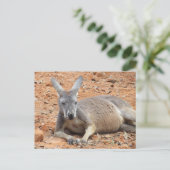 Confident Kangaroo Postcard Postkarte (Stehend Vorderseite)
