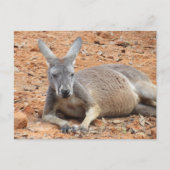 Confident Kangaroo Postcard Postkarte (Vorderseite)