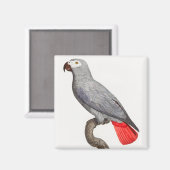 CONGO GRAY PARROT MAGNET (Vorderseite/Rückseite)