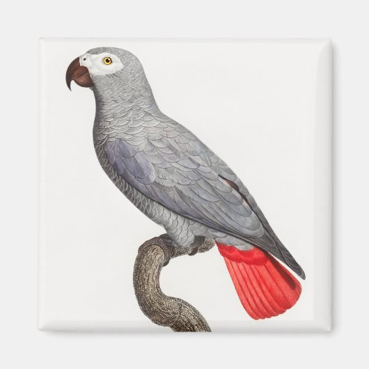 CONGO GRAY PARROT MAGNET (Vorne)