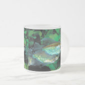 Congo tetra , Phenacogrammus interruptus Mattglastasse (VorderseiteRechts)