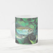 Congo tetra , Phenacogrammus interruptus Mattglastasse (Vorderseite Links)