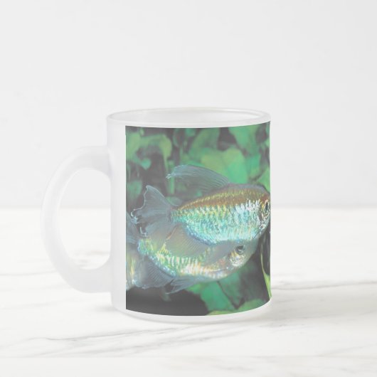 Congo tetra , Phenacogrammus interruptus Mattglastasse (Links)