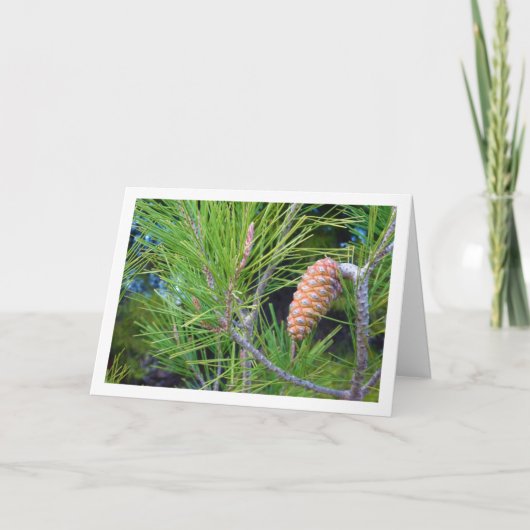 Conifer Cone on Pine Tree Karte (Vorderseite)