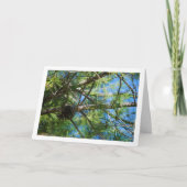 Conifer Cone on Pine Tree Karte (Vorderseite)