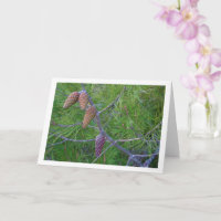 Conifer Cons auf Pine Tree