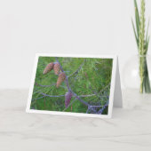 Conifer Cons auf Pine Tree Karte (Vorderseite)