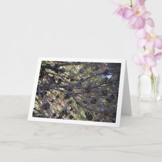 Conifer Cons auf Pine Tree Karte (Orchidee)