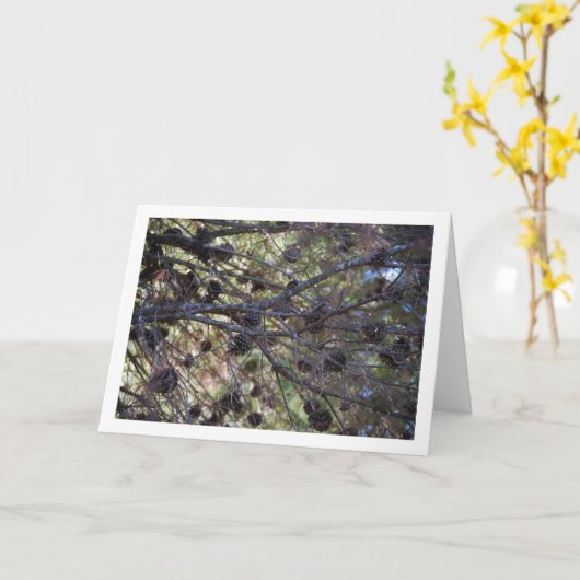 Conifer Cons auf Pine Tree Karte (Gelbe Blume)